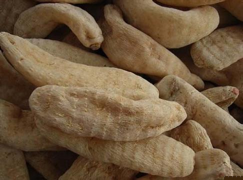 密環菌