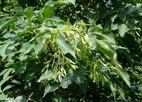 白蠟樹(shù)原生態(tài)