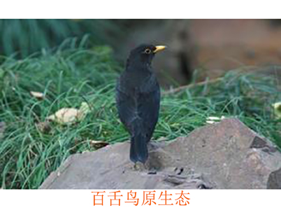 百舌鳥(niǎo)原生態(tài)