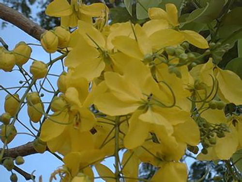 黃長春花原態