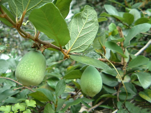 霹靂根原形態